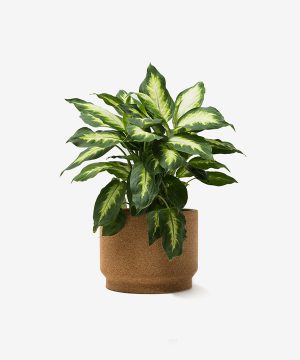 福信智能产品开发面试题，技术深度与产品思维的交叉考验